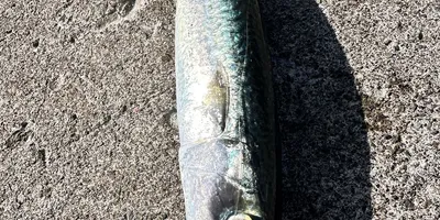 マサバの釣果写真