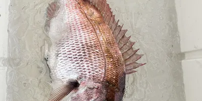 マダイの釣果写真