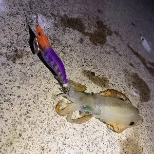 アオリイカ