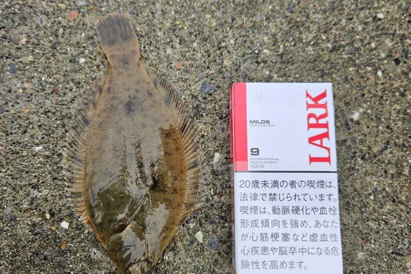 マコガレイ