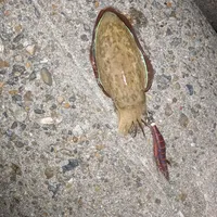 シリヤケイカ