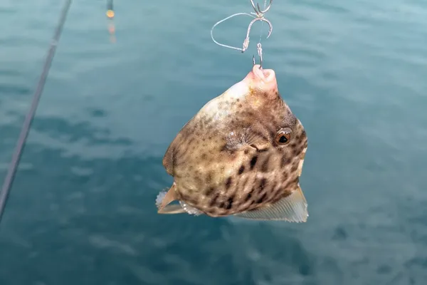 カワハギ