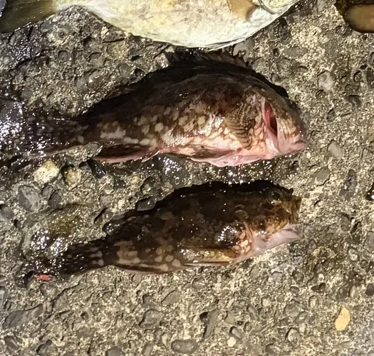 カサゴ