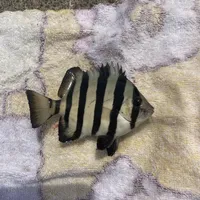 イシダイ