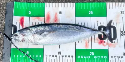 ソウダガツオ