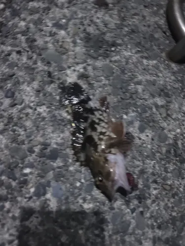 カサゴ