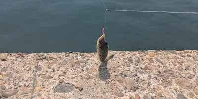 クサフグ