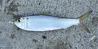 サッパの釣果写真