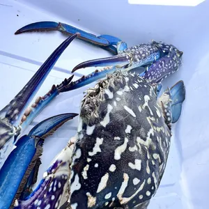 タイワンガザミ