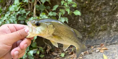 ブラックバスの釣果写真