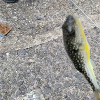 クサフグ