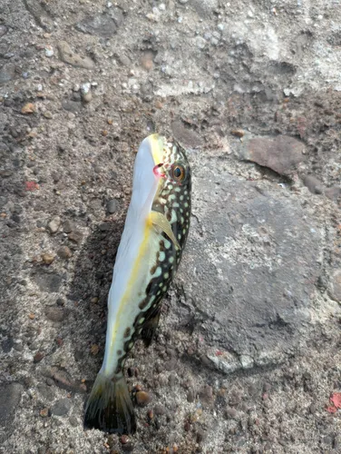 クサフグ