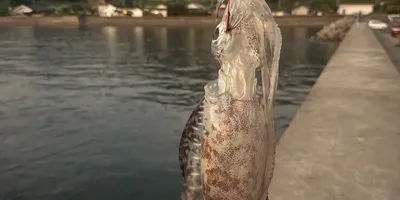 アオリイカ