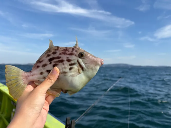 カワハギ