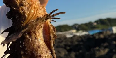 オニオコゼの釣果写真