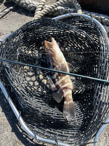 クエ