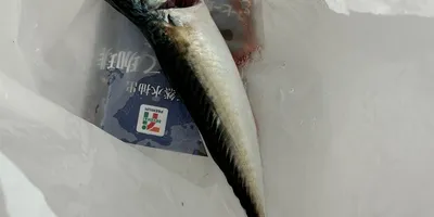 マサバ