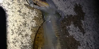 アオリイカ