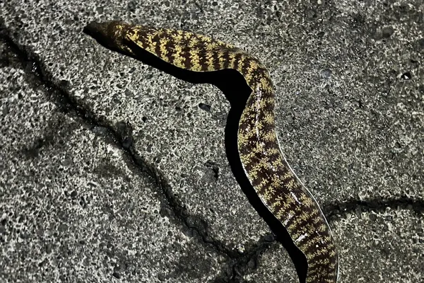 ウツボ