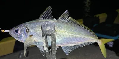 マアジの釣果写真