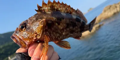 カサゴの釣果写真