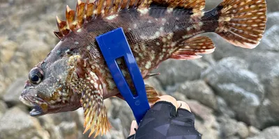 カサゴ