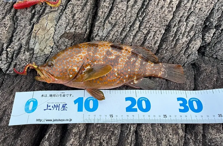 キジハタ
