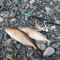カンパチ