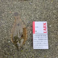 マコガレイ