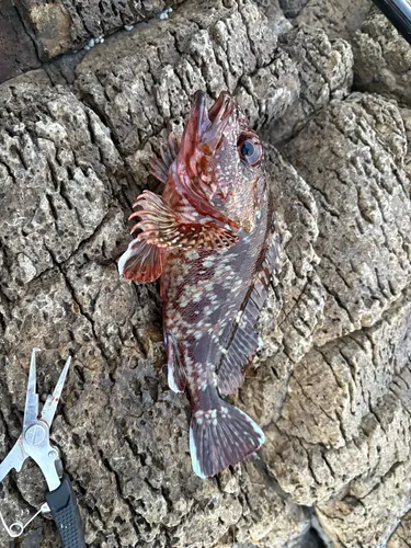 カサゴ