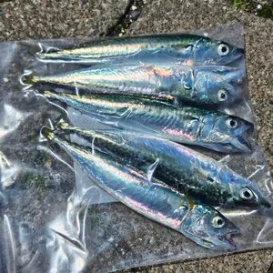 マサバ