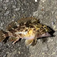 カサゴ