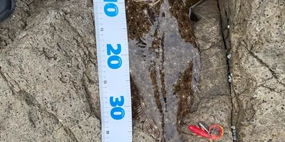 ヒラメの釣果写真