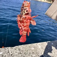 カサゴ