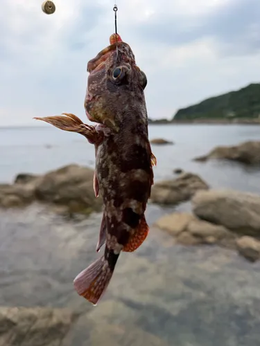 カサゴ