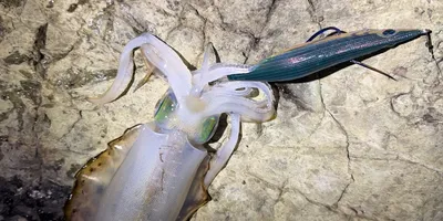 アオリイカ