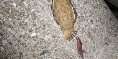 シリヤケイカ