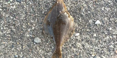 マコガレイ
