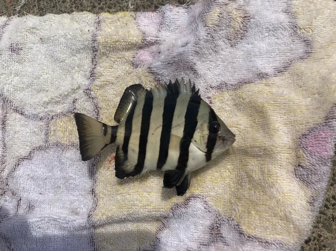イシダイ