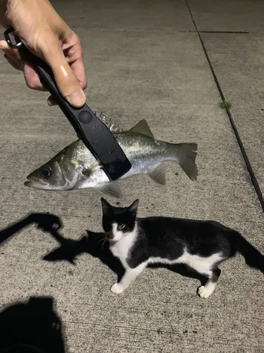 スズキ
