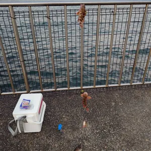 カサゴ