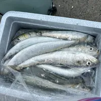 イワシ
