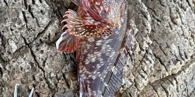 カサゴ