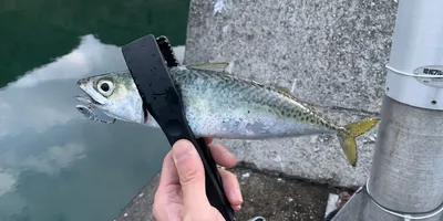 マサバ