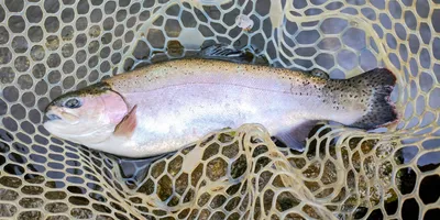 ニジマスの釣果写真