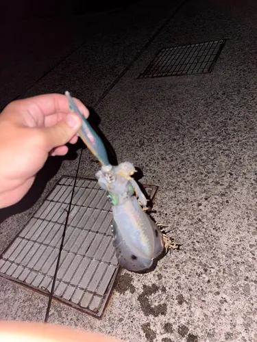 アオリイカ
