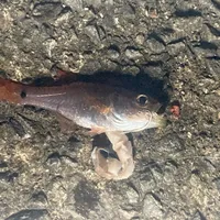ネンブツダイ