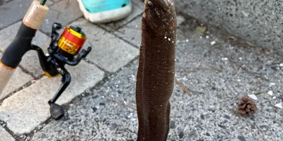 ギンポの写真