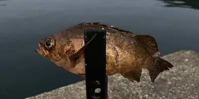 メバル
