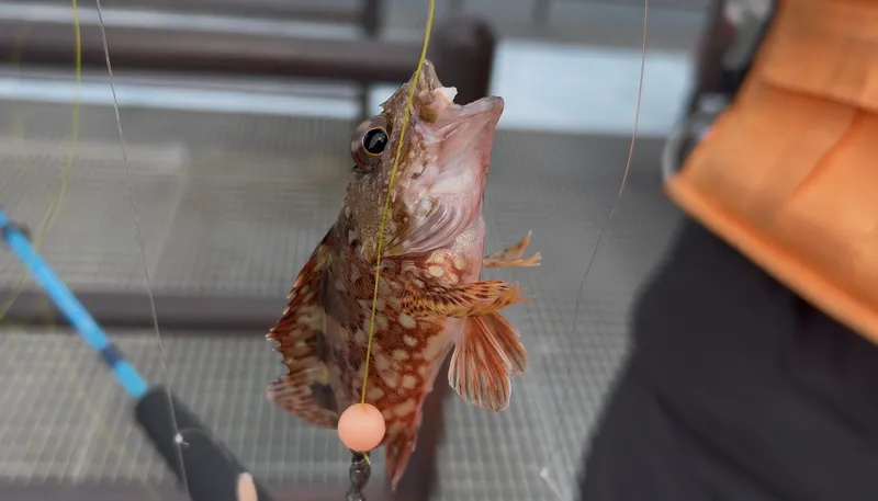 カサゴ
